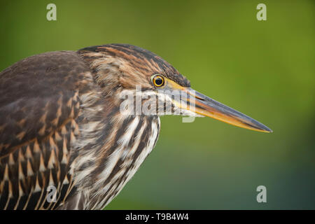 Nahaufnahme von einem Jugendlichen gestreift Heron (Butorides Striata) Stalking seine Beute - Santa Cruz Island, Galapagos Stockfoto