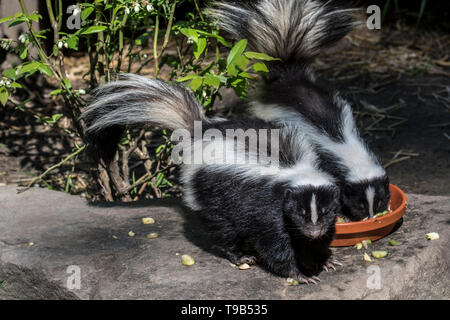 Zwei junge gestreiften Skunks (Mephitis mephitis) essen Katzenfutter im Garten bei Dämmerung Stockfoto