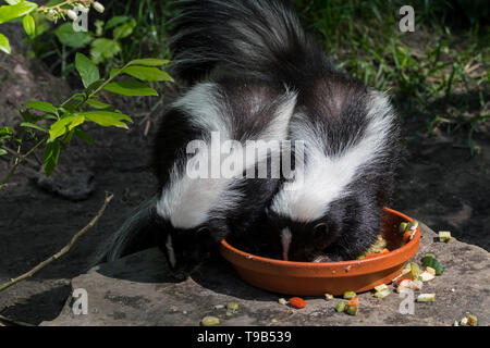 Zwei junge gestreiften Skunks (Mephitis mephitis) essen Katzenfutter im Garten bei Dämmerung Stockfoto