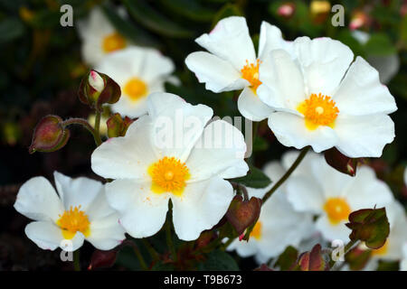 Sageleaf Rock Rose blühen in den sonnigen Tag im Garten, Salbei-leaved Rock Rose (Cistus salviifolius), immergrüne Pflanze. Stockfoto