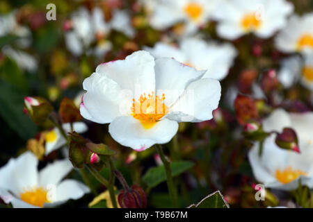 Sageleaf Rock Rose blühen in den sonnigen Tag im Garten, Salbei-leaved Rock Rose (Cistus salviifolius), immergrüne Pflanze. Stockfoto