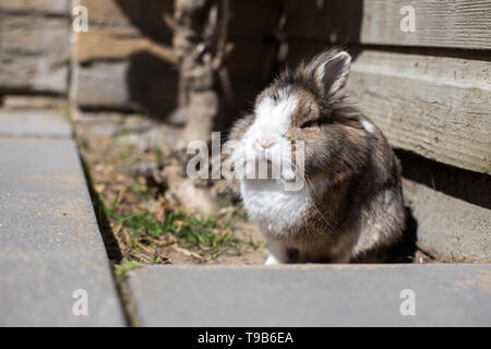 Neu geborene Kaninchen oder cute Bunny auf Sand in einem Garten, niedliche Haustier Stockfoto