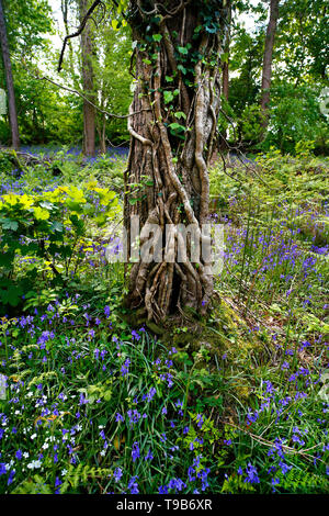 Efeu bedeckten Baumstamm und Glockenblumen in Devon, Großbritannien. Stockfoto