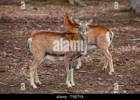 Europäische Mufflons im Deutschen Wald Stockfoto