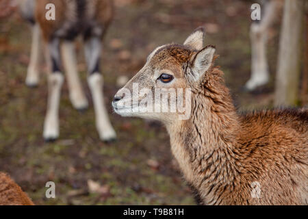 Europäische Mufflons im Deutschen Wald Stockfoto