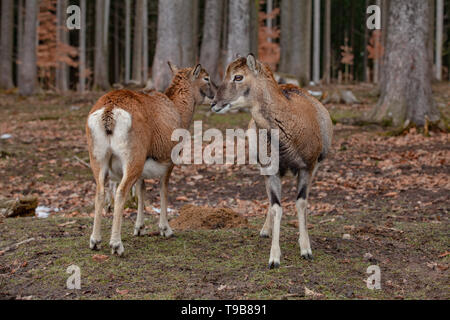 Europäische Mufflons im Deutschen Wald Stockfoto