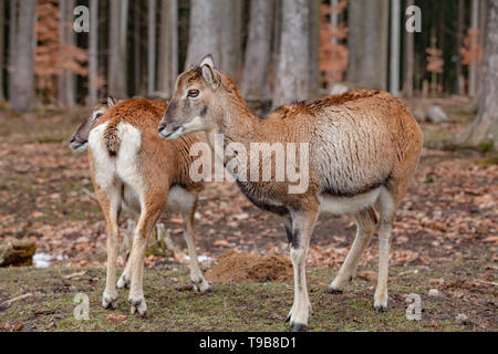Europäische Mufflons im Deutschen Wald Stockfoto