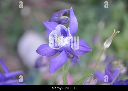 Lila isoliert Blüte im grünen Feld auf Sommerzeit Stockfoto