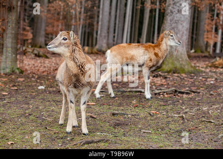 Europäische Mufflons im Deutschen Wald Stockfoto