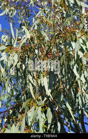 Eucalyptus sp., Eukalypten, eukaliptusz, Sardinien, Italien Stockfoto