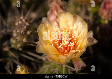 Spröde Feigenkakteen, Opuntia fragilis, Osoyoos, British Columbia, Kanada Stockfoto