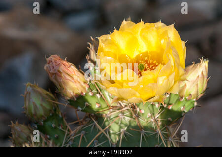 Spröde Feigenkakteen, Opuntia fragilis, Osoyoos, British Columbia, Kanada Stockfoto