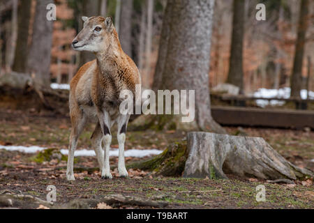 Gruppe der Europäischen Mufflon im Deutschen Wald Stockfoto