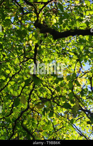 Auf der Suche nach einer Buche holz Vordach im Herbst an einem sonnigen Abend. Seaton Park, Old Aberdeen, Schottland, Großbritannien. Stockfoto
