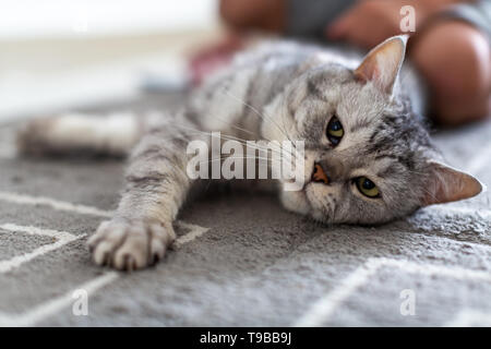 Gestreifte britische Katze liegend auf dem grauen Teppich Stockfoto