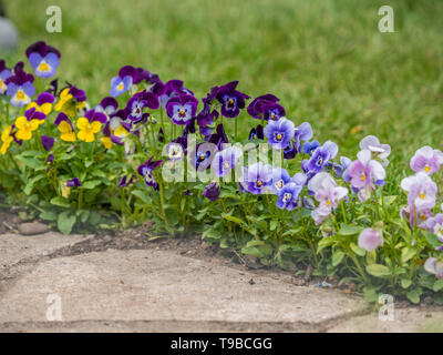 Stiefmütterchen/Violas Blüte in der Grenze zwischen Rasen und gepflasterten Garten Weg. Stockfoto