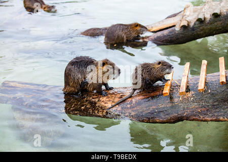 Zwei Nutria (Fluss Ratte, Nutria, lat. Nutria Myocastor) Spielen im Wasser Stockfoto