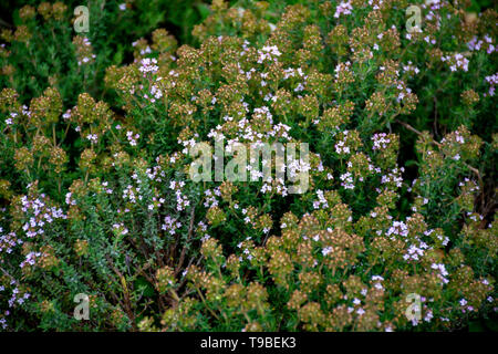 Blossom von Wilden aromatische Küche Kräuter Thymian im provenzalischen Berge, Bestandteil der Kräuter der Provence, Natur Hintergrund Stockfoto