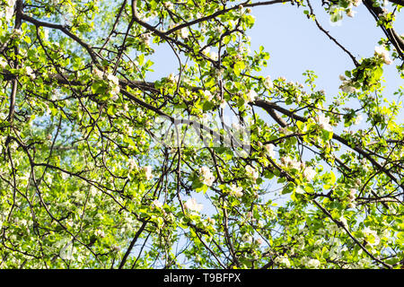 Zweigniederlassungen von alten Obstbäumen mit Blüten im Obstgarten in sonniger Frühlingstag verflochten Stockfoto