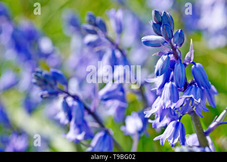 Bluebell (hyacinthoides non-scripta, auch Endymion non-skriptingunterbrechung), Nahaufnahme einer Blüte Stängel wachsen unter anderem. Stockfoto