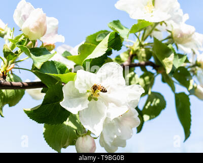 Blühender Zweig der Apfelbaum mit Biene und blauer Himmel im Hintergrund in sonniger Frühlingstag Stockfoto