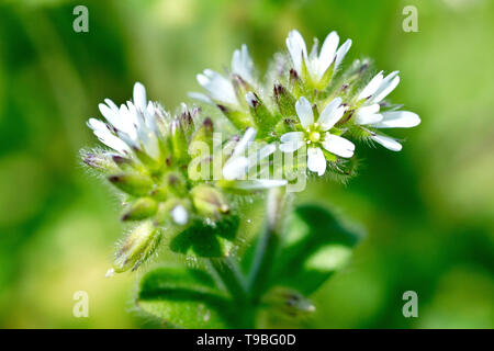 Gemeinsame Maus - Ohr Vogelmiere (Cerastium fontanum), in der Nähe der kleinen weißen Blüten und Knospen. Stockfoto