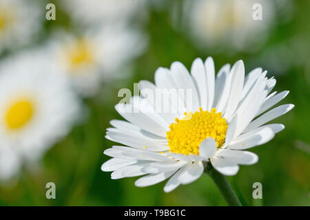 Gänseblümchen (Bellis perennis), Nahaufnahme der Blüte wächst unter vielen. Stockfoto