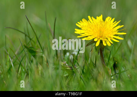Löwenzahn (Taraxacum officinale), in der Nähe von einer einzigen Blume wächst in einer Wiese. Stockfoto