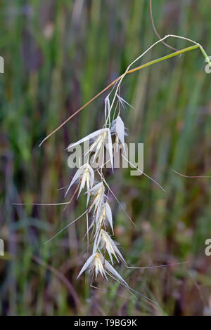 Trockene Ohren der Gemeinsamen Wild Oat, Avena fatua Stockfoto