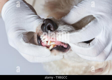 Heilende hund Zähne Zahnarzt Klinik Nahaufnahme Stockfoto