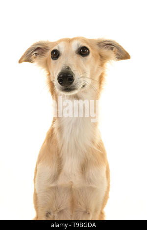 Porträt der Silken Windsprite Hund weg schauen auf weißem Hintergrund Stockfoto