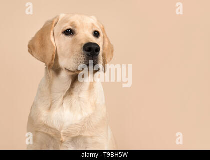 Hübscher Labrador Retriever Welpen portrait entfernt Blick auf einer Creme farbigen Hintergrund Stockfoto