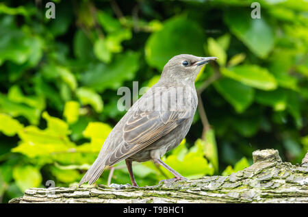 Juvenile Starling, Wissenschaftlicher Name: Sturnus vulgaris, nach rechts und thront auf einem Baumstamm in natürlichen Garten Lebensraum. Verschwommenes grün Blatt hintergrund. Stockfoto