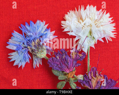 Bunte getrockneten Wildblumen liegen auf rote Textur Stockfoto
