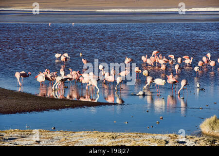 Eine Extravaganz von James, Anden, und chilenische Flamingos an der Laguna Colorada, Salar de Uyuni, Bolivien Stockfoto