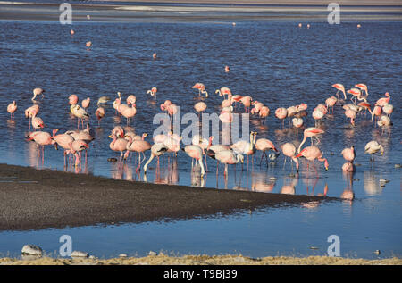 Eine Extravaganz von James, Anden, und chilenische Flamingos an der Laguna Colorada, Salar de Uyuni, Bolivien Stockfoto