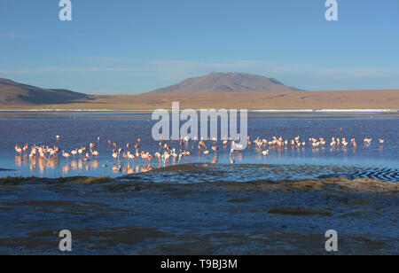 Eine Extravaganz von James, Anden, und chilenische Flamingos in der Laguna Hedionda, Salar de Uyuni, Bolivien Stockfoto