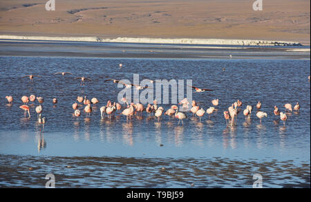 Eine Extravaganz von James, Anden, und chilenische Flamingos an der Laguna Colorada, Salar de Uyuni, Bolivien Stockfoto