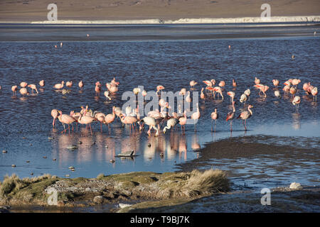 Eine Extravaganz von James, Anden, und chilenische Flamingos an der Laguna Colorada, Salar de Uyuni, Bolivien Stockfoto