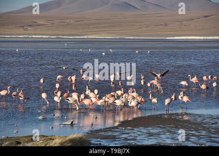 Eine Extravaganz von James, Anden, und chilenische Flamingos an der Laguna Colorada, Salar de Uyuni, Bolivien Stockfoto