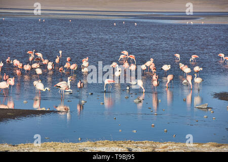 Eine Extravaganz von James, Anden, und chilenische Flamingos an der Laguna Colorada, Salar de Uyuni, Bolivien Stockfoto