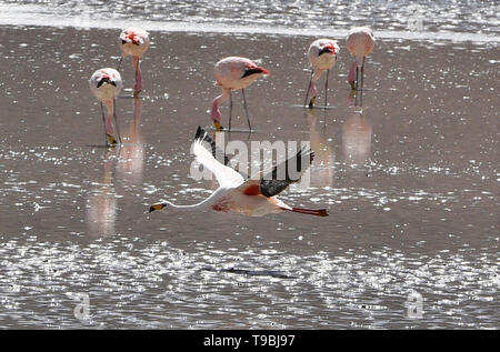 Flying James Flamingo (Phoenicoparrus jamesi), Eduardo Avaroa National Reserve, Salar de Uyuni, Bolivien Stockfoto