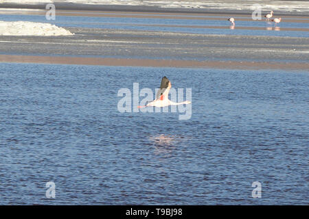 Flying James Flamingo (Phoenicoparrus jamesi), Eduardo Avaroa National Reserve, Salar de Uyuni, Bolivien Stockfoto