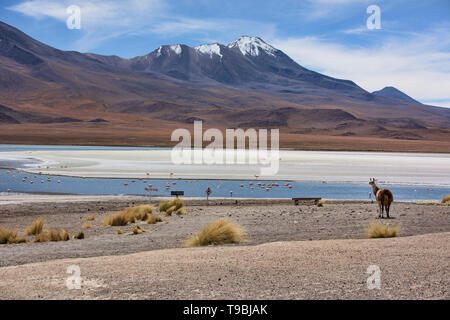 Ein Lama und eine Extravaganz von James, Anden, und chilenische Flamingos in der Laguna Hedionda, Salar de Uyuni, Bolivien Stockfoto