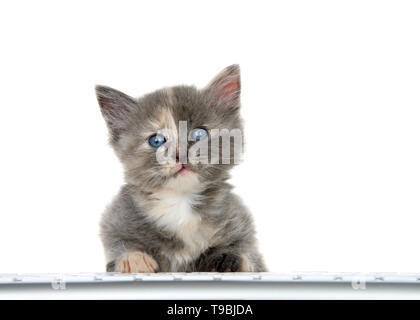 Adorable kleine verdünnte Tortie Kätzchen an der Tastatur sitzen, Viewer, auf weißem Hintergrund. Unterhaltung, Technologie, Gaming, Stockfoto