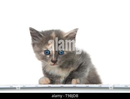 Adorable kleine verdünnte Tortie Kätzchen an der Tastatur sitzen, Viewer, auf weißem Hintergrund. Unterhaltung, Technologie, Gaming, Stockfoto