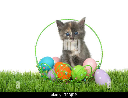 Adorable verdünnt schildpatt Katze mit hellen blauen Augen in Kabel Ostern Korb voll bunter Eier auf grünem Gras auf weißem Hintergrund sitzen. Stockfoto