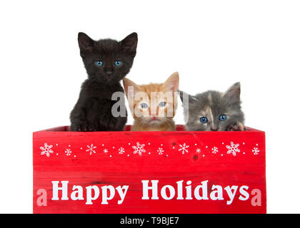 Drei verschiedene Kätzchen in einem roten Holzbox mit Happy Holidays in Weiß über die Vorderseite gedruckt. Schwarz, Orange und verdünnte Tortie Kätzchen auf isolierte Stockfoto