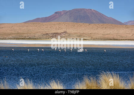 Eine Extravaganz von James, Anden, und chilenische Flamingos in der Laguna Hedionda, Salar de Uyuni, Bolivien Stockfoto