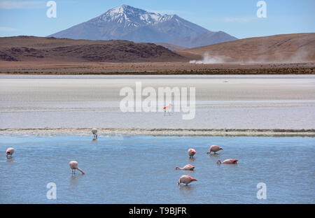 Eine Extravaganz von James, Anden, und chilenische Flamingos in der Laguna Hedionda, Salar de Uyuni, Bolivien Stockfoto